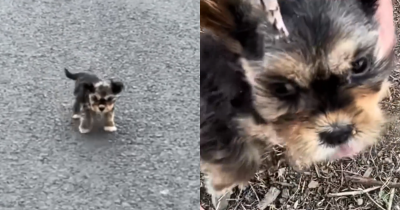 Rescuers Driving On The Highway Spotted A Malnourished Puppy In Desperate Need Of Help