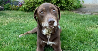 Woman Gives Sick Senior Dog With The Best 28 Days Of His Life Before Euthanasia