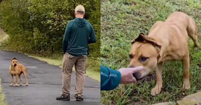 Couple Spends A Year To Saving A Real-Life Scooby Doo And Putting A Smile Back On His Face