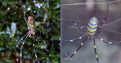 Giant Venomous Flying Spiders With 4-Inch Legs Are Spreading Across The East Coast