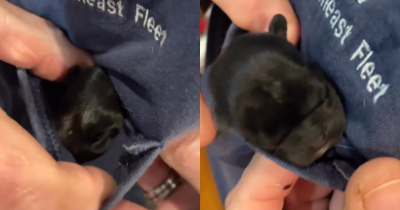 This Puppy Is So Tiny That She Fits In Her Owner's T-Shirt Pocket, It Is So Heartwarming