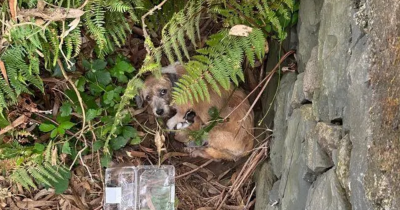 Scared Mother Dog Protects Her Puppies Until Two Compassionate Rescuers Step In