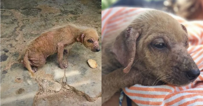 Frightened Abandoned Puppy Transforms Into A Loving And Confident Dog With The Help Of Her Rescuers