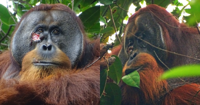 Orangutan Stuns Scientists As It Becomes First Ever Wild Animal To Treat Wound With Medicinal Plant