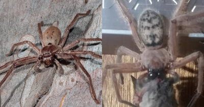 Huntsman Spider Devours Entire Possum In Front Of Horrified Husband And Wife In Tasmania