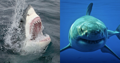 Great White Sharks Will Never Be Held Captive In Aquariums For As Long As They Exist