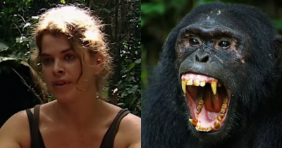 She Watched Herself Being 'Eaten Alive' By Chimp And Now Works As 'Gorilla Whisperer'