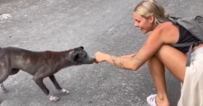 Woman Was Shocked To Discover The Secret Of The Scared Stray Pup Who Followed Her For Weeks