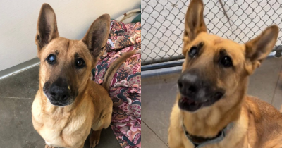 A Loving Shelter Dog Ignored By Adopters For A Year Keeps Waiting For Someone To Take Her Home