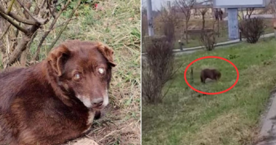 Blind Puppy Abandoned Beside A Busy Road Finally Finds A Fresh Start