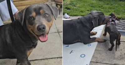 Dachshund And Rottweiler Had 'Accidental Litter,' Their Unique Offspring Captures Internet's Heart