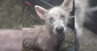 Starving Abandoned Dog Approaches Truck Driver Begging To Be Rescued