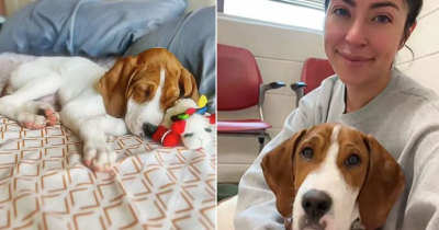 Dog Owner Horrified To See Her Pet Up For Adoption After Being Informed He Would Be Euthanized