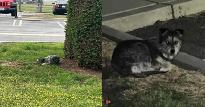 Dog Abandoned In Parking Lot Refuses To Leave, Waiting For Her Family To Return