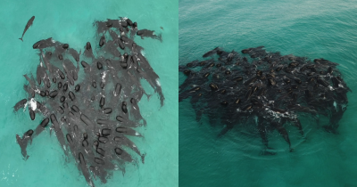 Pod Of Almost 100 Whales Gathered In A Heart Shape Before Tragedy Struck