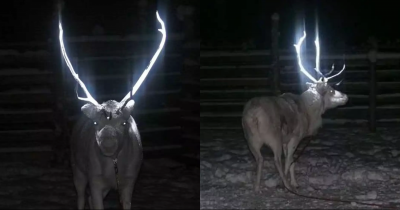 Truth Behind 'Terrifying' Images Of Reindeer With Glow-In-The-Dark Antlers