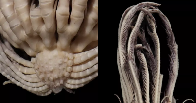 Scientists Discover 'Alien' New Species With 20 Arms Lurking In The Deep Antarctic Ocean