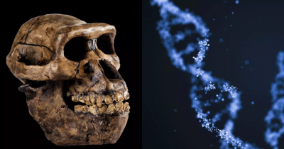 Humans May Have Been Having Kids With Neanderthals Much Longer Than We Thought