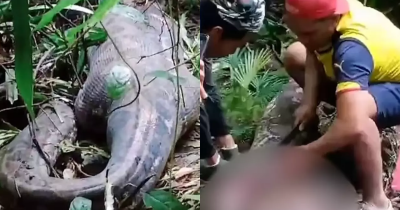 Man Discovers Wife Has Been Crushed And Eaten By 30ft-Python After Noticing Its Stomach