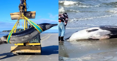'World's Rarest Whale' Washes Up On Beach And It's Only The Sixth Sighting In History