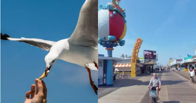 Man Arrested For Ripping Seagull's Head Off After It Tried To Steal Daughter's Fries