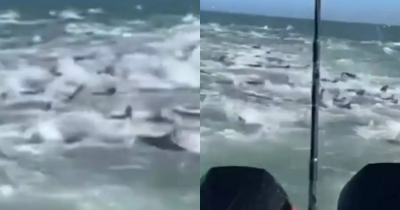 Video Of Boat Caught In The Middle Of Shark Feeding Frenzy Is Making People Never Want To Swim Again