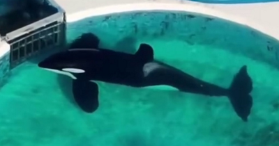 Heartbreaking Timelapse Shows 'World's Loneliest Orca' Staring At Gate For '24 Hours Straight' In Aquarium