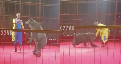 Circus Bear On Hoverboard Attacks Handler Pinning Him To The Ground As Audience Members Watch