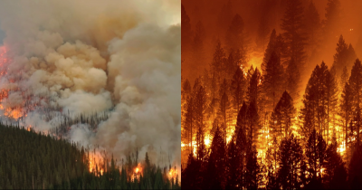 Woman 'Deliberately Started Two Wildfires Because She Liked Watching Firefighters And Wanted To Flirt With Them'