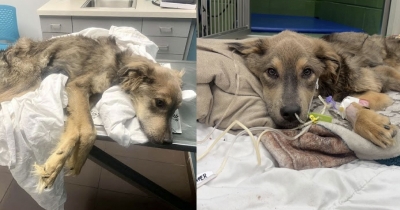 Woman Fostered A Malnourished Pup, Later Realized She Couldn&lsquo;t Part With Him