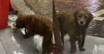 Adorable Brown Stray Dog Stood In Front of a Restaurant, Hoping to Get Food, But Passersby Ignored Her