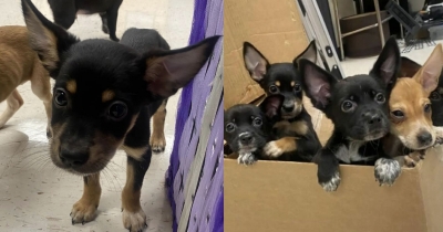 These Innocent Fur Babies Ran Up To A Teacher Asking For Help After Being Dumped Heartlessly Outside High School