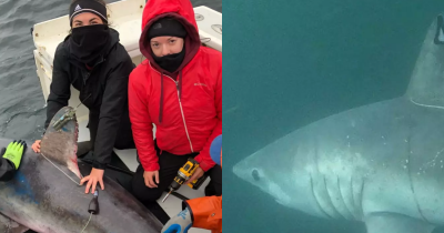 Scientists Make Terrifying Discovery After Seeing Great White Eating Rival Shark For First Time Ever