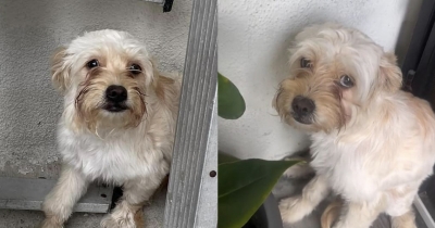 Small Puppy with Heartbreaking Eyes, Abandoned by Owners, Finally Finds Someone Who Made Her Feel Loved