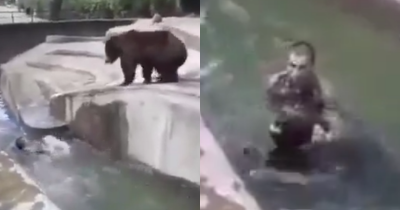 Shocking Video Captures 'Drunk' Man Jumping Into Bear Enclosure And Wrestling It