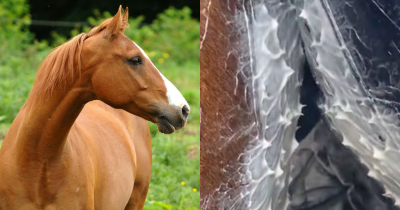 Viewers Left &lsquo;Petrified&rsquo; After Discovering What Horse Sweat Actually Looks Like