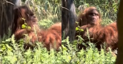'Clearest Capture Of Bigfoot Ever' Surfaces Online And People Are Freaking Out
