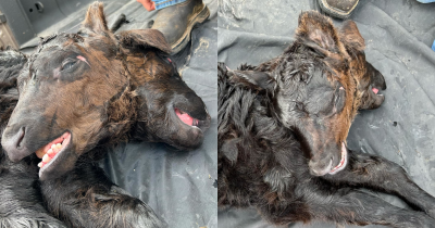 Mutant Cow With Two Heads Born In One In 400 Million Chance