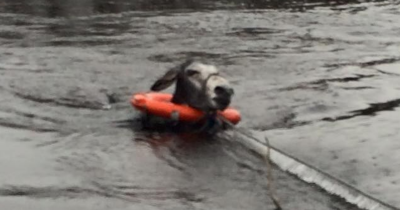 Rescuers Save Donkey From Flood, But His Hilarious &lsquo;Thank You&rsquo; Steals The Show