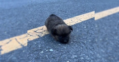 Incredibly Tiny Puppy Found Abandoned On The Road, Struggling To Walk And Crying For Help