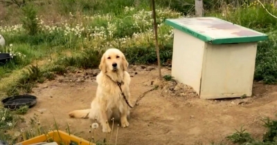 Neglected Dog Chained Up Her Whole Life Finally Finds Love When A Kind Person Steps In