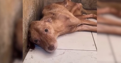 Man Buys New House And Discovers An Unbelievable Surprise On The Floor