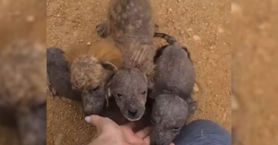 Desperate Puppies Abandoned In A Remote Area Kissed Rescuers' Hands, Pleading For Help