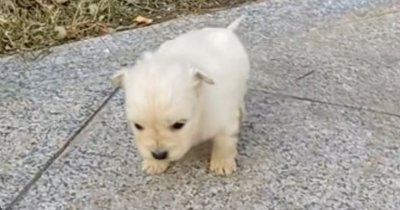 Kind Stranger Spots Three-Week-Old Puppy On The Sidewalk And Quickly Comes To His Rescue