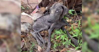 Heartbroken Dog Abandoned And Tied Up In Trash Finds A Second Chance At Happiness