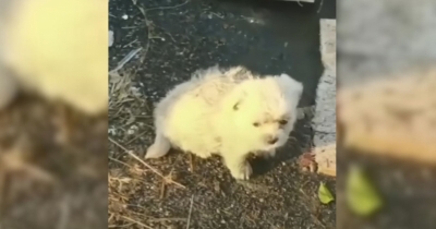 Puppy Begs Rescuer To Return To The Spot He Was Saved From, Revealing He Left Behind Someone Special