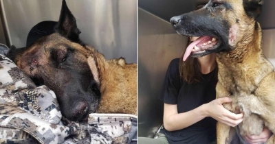 Belgian Malinois Eva Heroically Defends Her Hooman From A Mountain Lion Attack