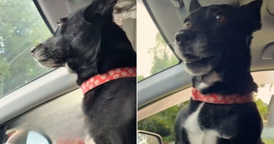 Sweet Rescue Pup Overflows With Joy Every Time She Realizes She's Heading Home