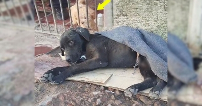 Dog Abandoned In Water Well After Devastating Accident Waits Motionless For Hours Until Help Arrives