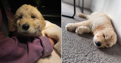 Vet Left Stunned by Owner's Request to Euthanize 7-Week-Old Puppy Over Birth Defect